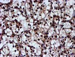 TIP48 / RUVBL2 Antibody (aa113-370, clone OTI1H10, Carrier-free)