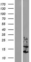KRTAP6-1 Protein (Over-Expression Lysate Myc-DDK (Flag))