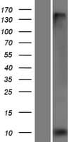 FXYD3 Protein (Over-Expression Lysate Myc-DDK (Flag))