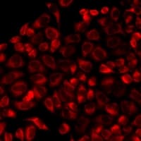 SAT2 Antibody