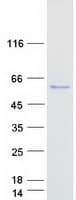 Human TTI2 / C8orf41 Protein (Recombinant Myc-DDK (Flag))