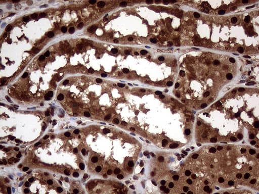 TALDO1 / Transaldolase 1 Antibody (clone OTI1A5, Carrier-free)