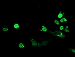 FOXI1 Antibody (aa111-350, clone OTI5D3, Carrier-free)