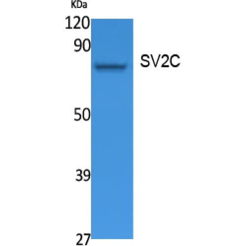 SV2C Antibody (Internal)