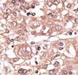 TLR7 / CD287 Antibody (aa98-128)