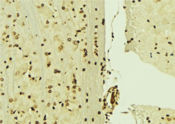 MCM3 Antibody