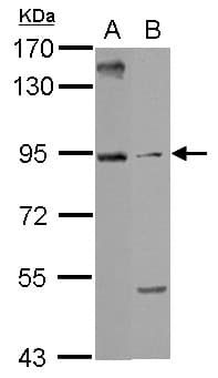 ARMC3 Antibody