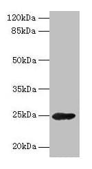 GH2 Antibody