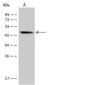 Polyclonal Rabbit anti-Human SLC35E1 Antibody (WB)