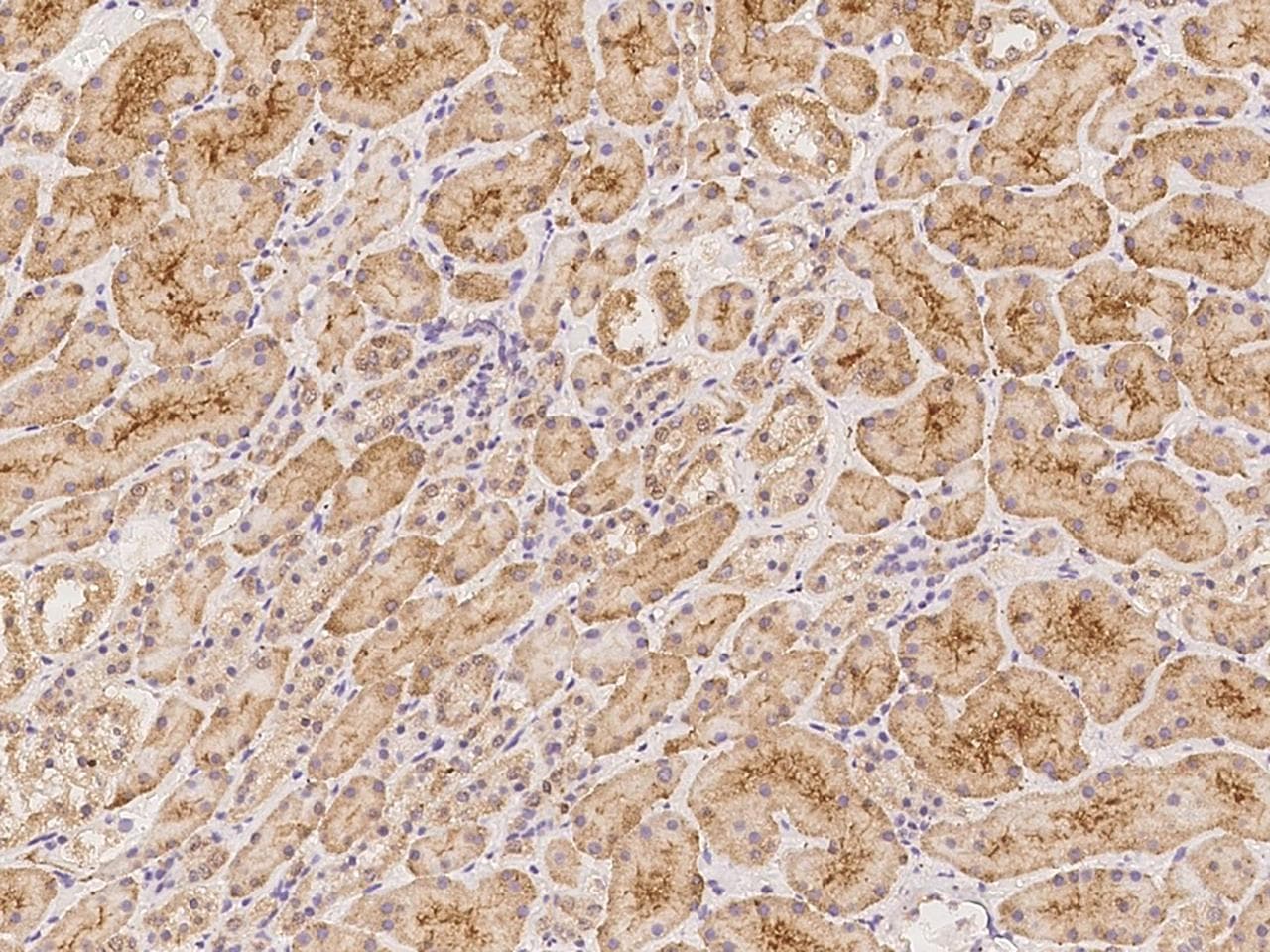 CCDC8 Antibody