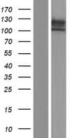 ECE2 Protein (Over-Expression Lysate Myc-DDK (Flag))