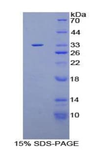 Human PLEKHA1 Protein (Recombinant His-T7)