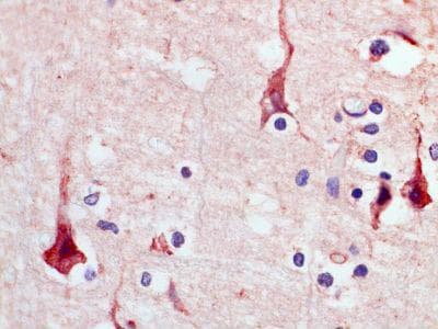 ACKR4 / CCRL1 / CCR11 Antibody (clone 1G4)