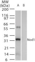 IHC-plus™ NOD1 Antibody (aa930-949)