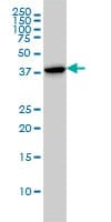 CAPG Antibody (clone 1F1)