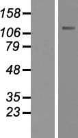 CARD14 Protein (Over-Expression Lysate Myc-DDK (Flag))