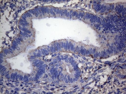 IRF3 Antibody (aa27-169, clone OTI4A1)