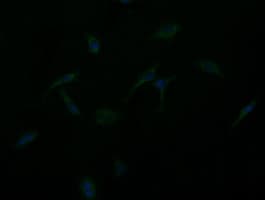 GBAS Antibody (clone OTI1D6, Carrier-free)