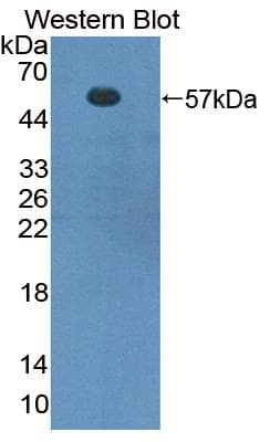 FOXP3 Antibody (aa190-412, APC)