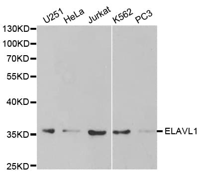 ELAVL1 / HUR Antibody