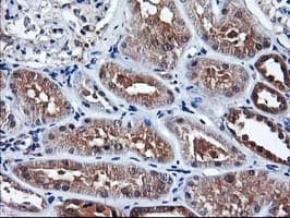 ALS2CR1 / NIF3L1 Antibody (clone OTI4B5)