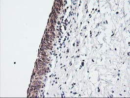 MRPS34 Antibody (clone OTI4E8, Carrier-free)