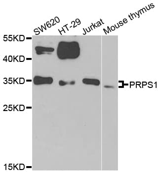 Polyclonal Rabbit anti-Human ARTS Antibody (WB)