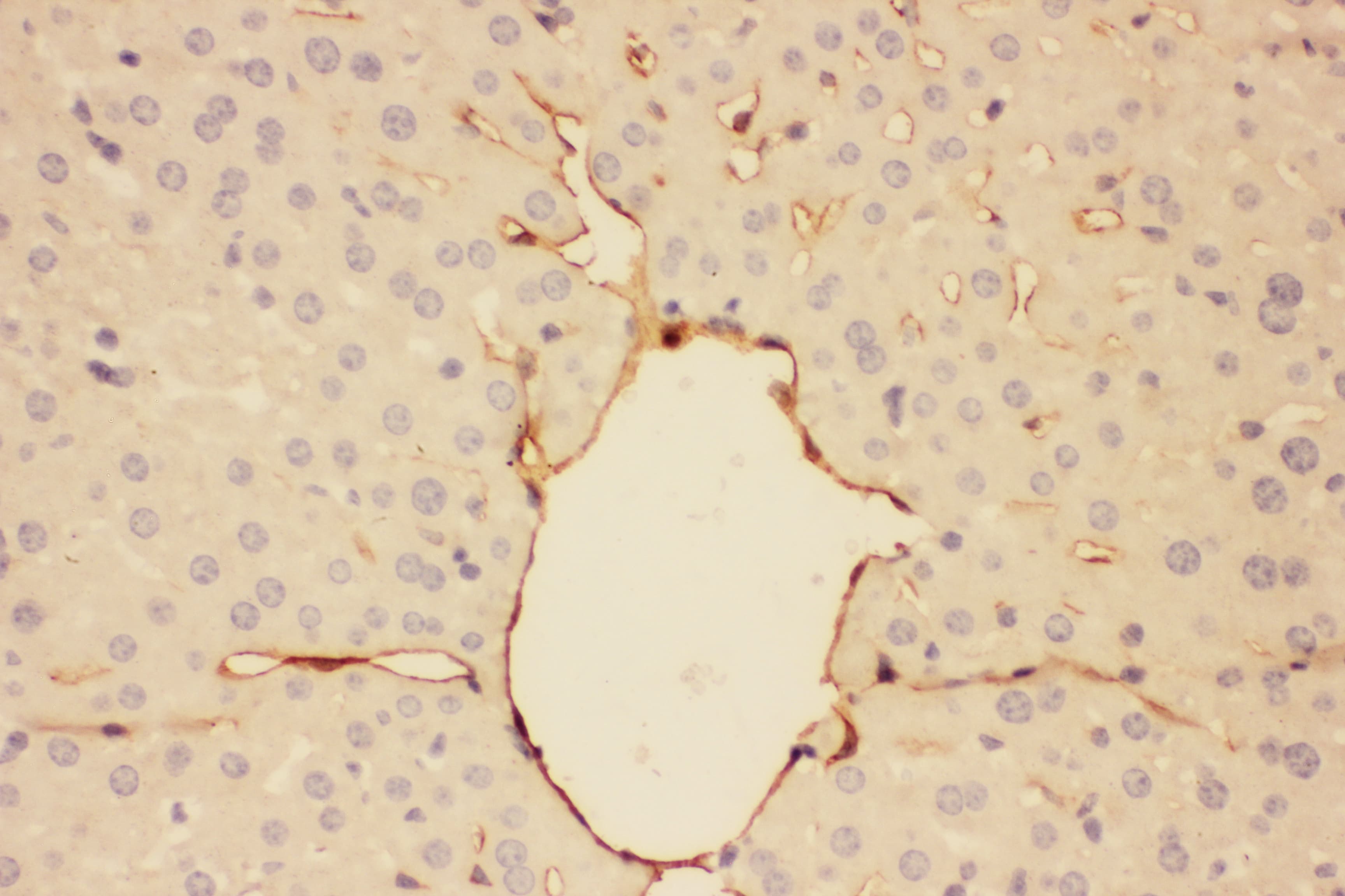 Polyclonal Rabbit anti-Rat Adiponectin Antibody (aa19-244, IHC, WB)