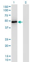 TRAF2 Antibody (clone 4C11)