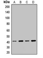 SH3GL1 / EEN Antibody
