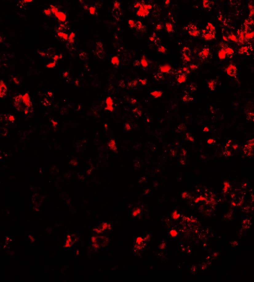 IHC-plus™ COMMD7 Antibody