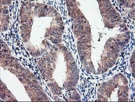 CXorf26 Antibody (clone OTI4E11)