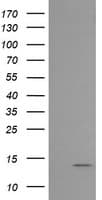 MLANA / Melan-A Antibody (clone OTI5F12, Carrier-free)
