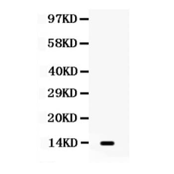 XCL1 / Lymphotactin Antibody (aa22-114)