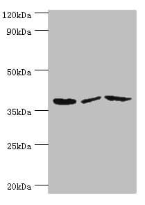 P2RY14 / GPR105 Antibody (aa209-338)