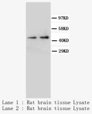 NPY1R Antibody (C-Terminus)