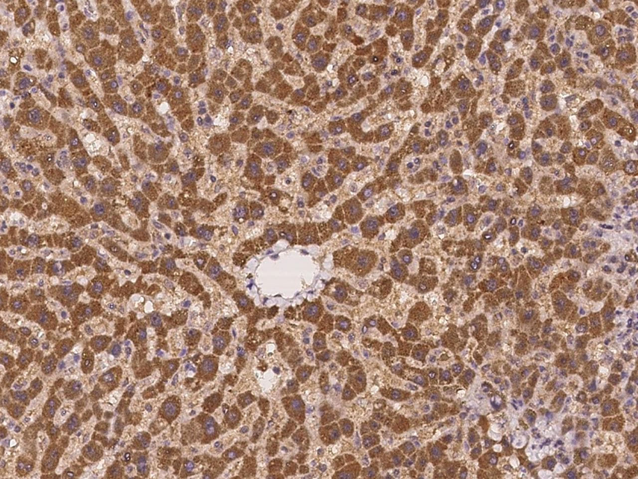 Polyclonal Rabbit anti-Human CR6 / GADD45G Antibody (Preservative Free, IHC)