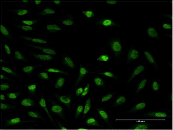 SUPT4H1 / SPT4 Antibody (clone 3G4)