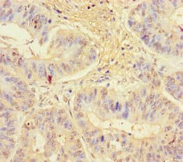 KLRG1 Antibody