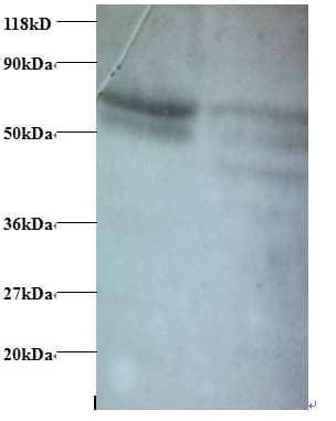 CCL5 / RANTES Antibody