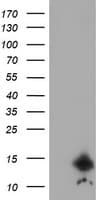 CST3 / Cystatin C Antibody (clone OTI7G8, Carrier-free)