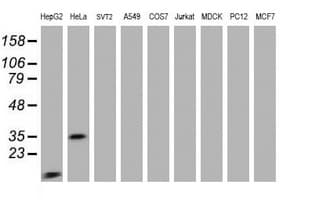 JUN / c-Jun Antibody (clone OTI5E9)