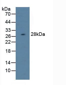 DAPP1 / BAM32 Antibody (aa1-280, HRP)