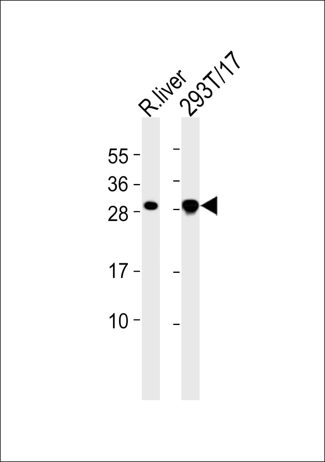 CBLN4 / Cerebellin 4 Antibody