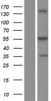 UGDH / UDPGDH Protein (Over-Expression Lysate Myc-DDK (Flag))
