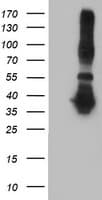 ANKRD53 Antibody (clone OTI2A8)