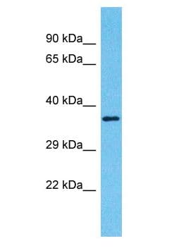 OR2A1 Antibody (aa251-300)