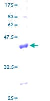 Human COX6A1 Protein (Recombinant GST)
