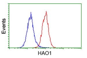 HAO1 Antibody (clone OTI5F4)