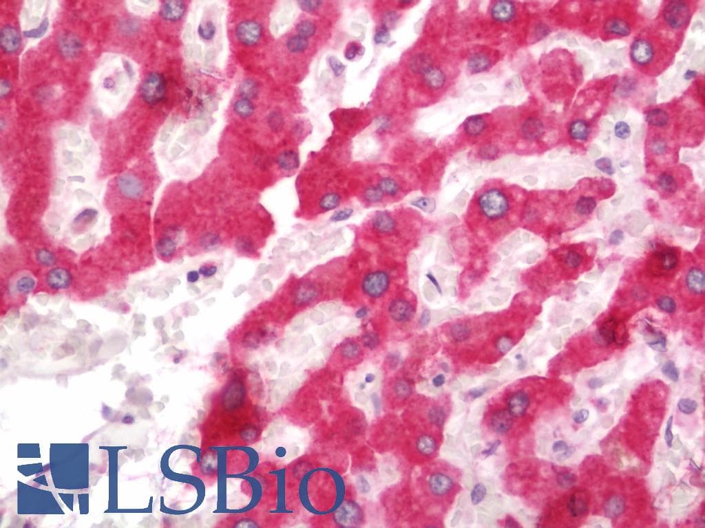 H6PD / G6PDH Antibody (clone 1H6, Carrier-free)